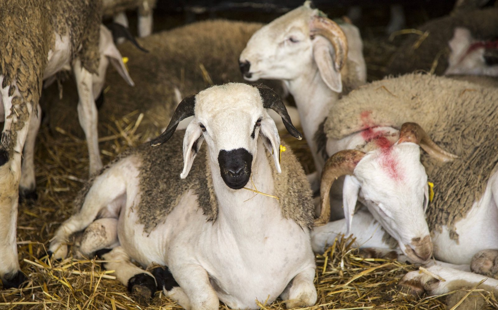 مبيعات الأغنام بالمغرب تقفز إلى 16 مليار درهم