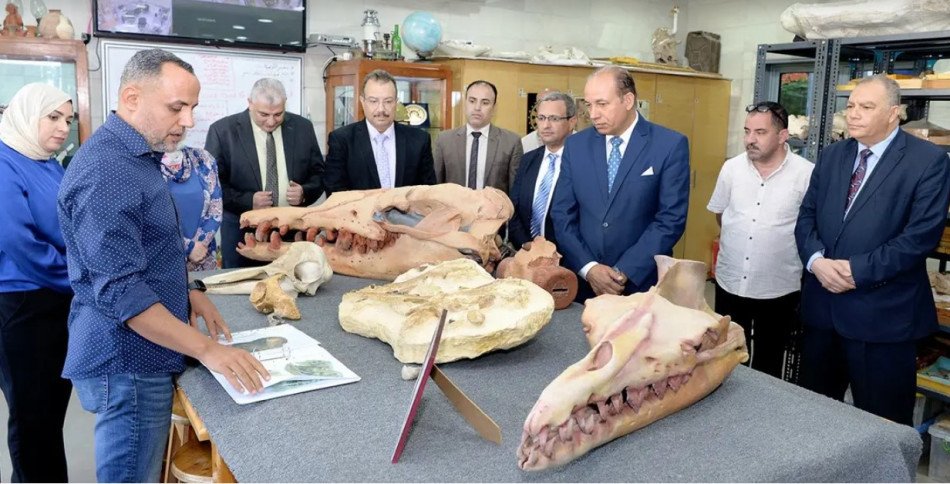 مصر تعلن اكتشاف أحد أقدم الحيتان في إفريقيا