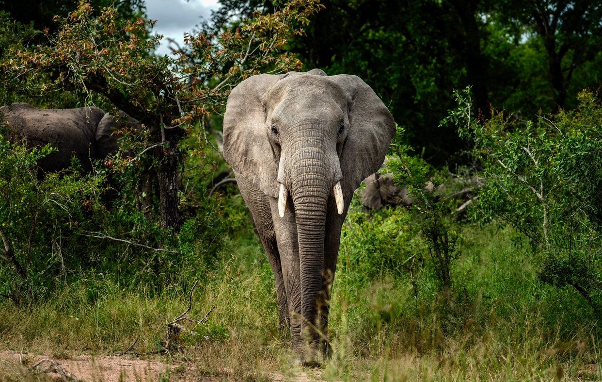 الحرارة الشديدة قد تؤدي إلى انقراض جميع الثدييات