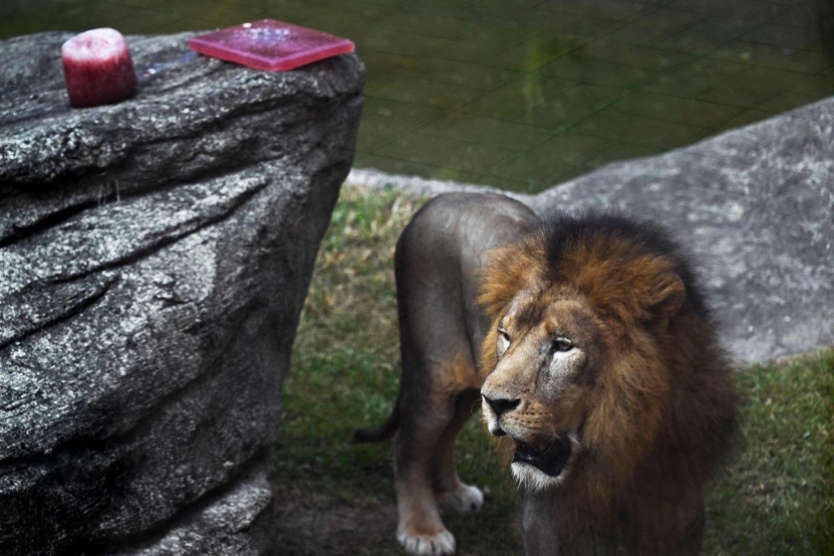 أسد يقتل حارساً في حديقة حيوانات يابانية