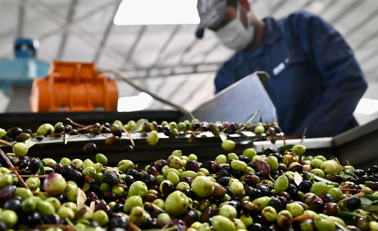 الحكومة تمنع تصدير الزيتون وزيت الزيتون إلى الخارج