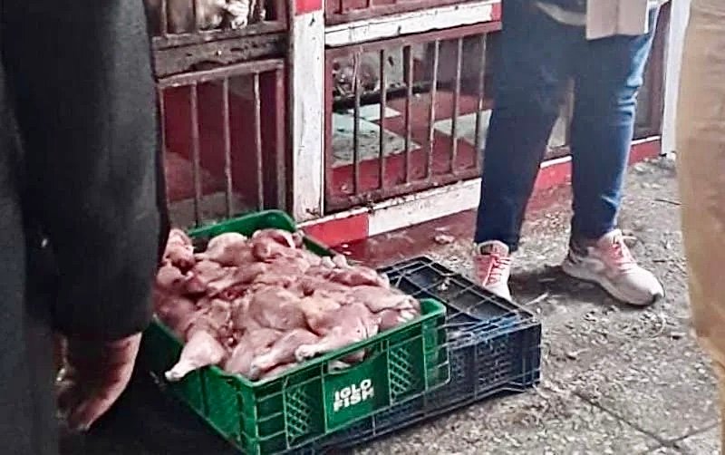 مَا يْخافو ما يْحشمو ..بُوليس كازا حصلو عصابة تا تْبيع الدجاج خَانز وْ تَتْفرقو لصحاب “السْنَاكاتْ”