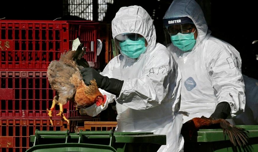 فرنسا.. مستوى الخطر يزداد مع اكتشاف بؤرة جديدة لأنفلونزا الطيور