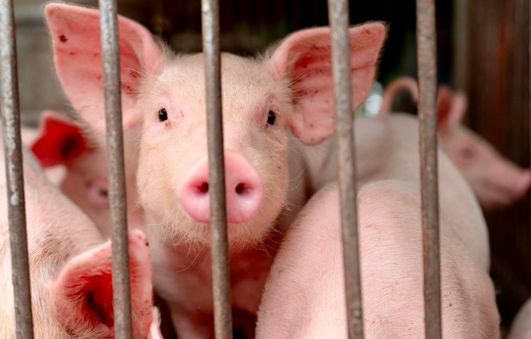 رصد إصابة بشرية أولى في بريطانيا بمتحور لإنفلونزا الخنازير