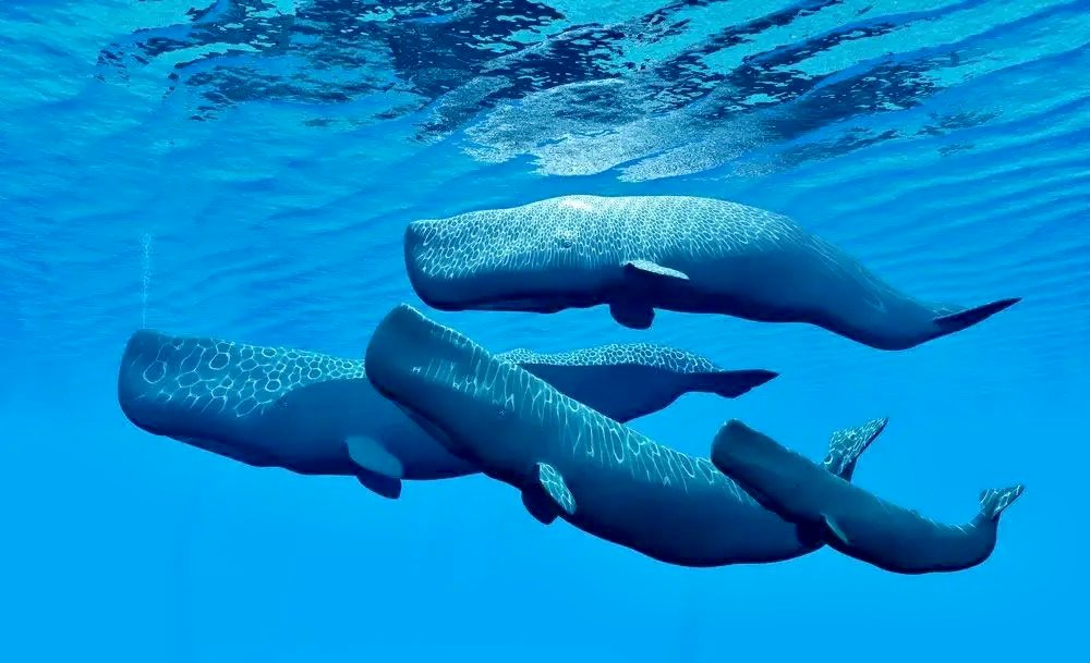 دومينيكا تنشئ أول محمية لحيتان العنبر في العالم