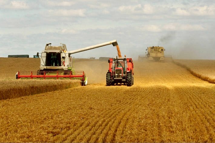 الفاو: توقع محصول قياسي من الحبوب للموسم 2023-2024