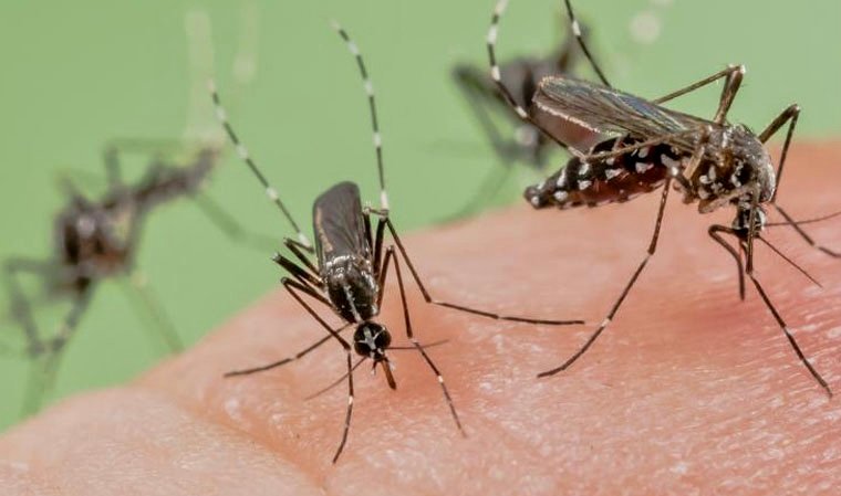 الرأس الأخضر تنجح في القضاء على الملاريا