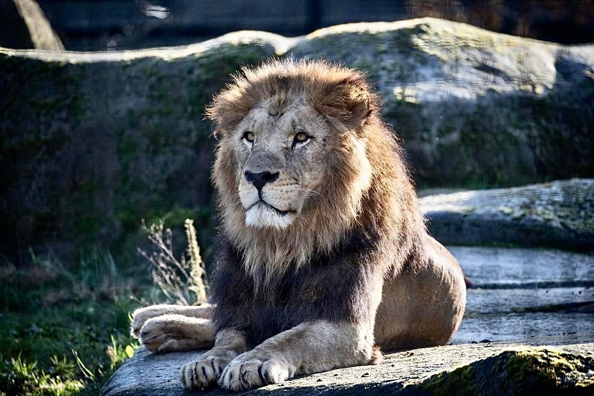 ‎الوكالة الوطنية للمياه والغابات تستبعد وقوع هجمات الأسد بخنيفرة وولماس