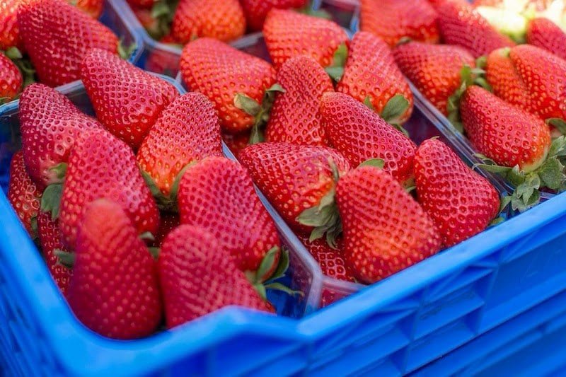 مكتب السلامة الصحية يؤكد خلو الفراولة المغربية من فيروس التهاب الكبد