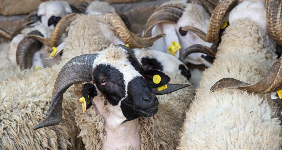 “أونسا” يشرع في ترقيم الأغنام والماعز