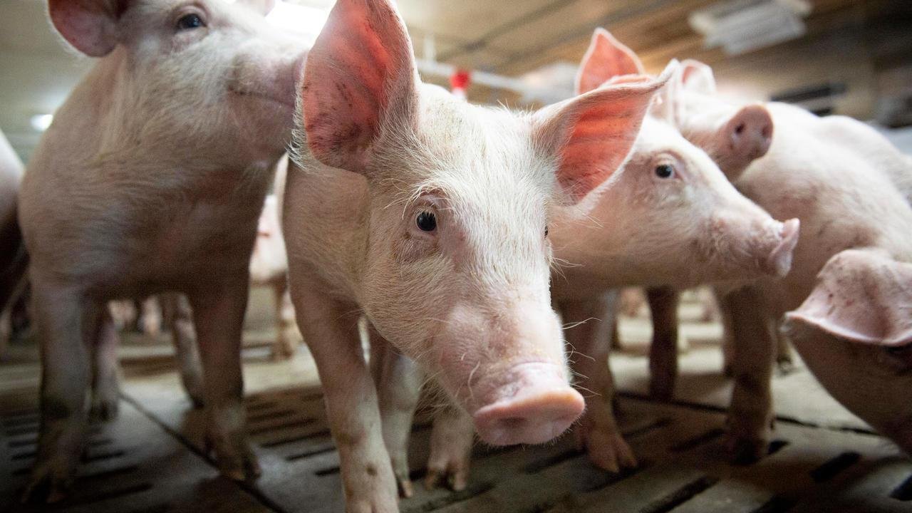 كوت ديفوار.. الإعلان عن تفشي وباء حمى الخنازير