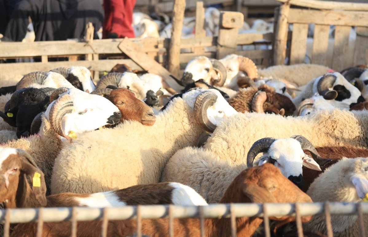 عدد رؤوس المواشي المعدة للذبح خلال عيد الأضحى المقبل يبلغ 3 ملايين رأس
