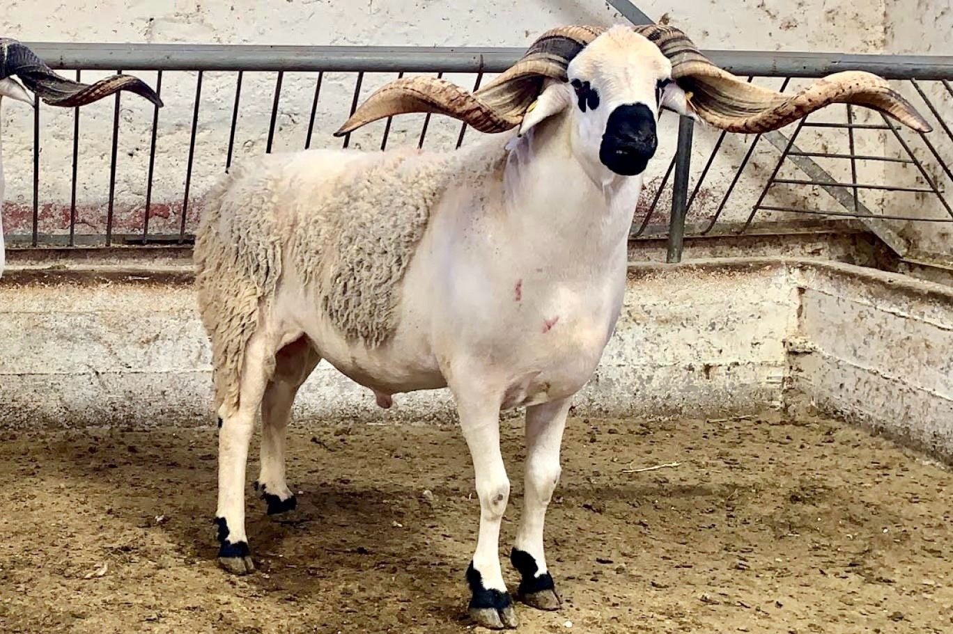 حوالي مليون رأس من الأغنام والماعز موجهة للذبح بمناسبة عيد الأضحى بجهة الدار البيضاء -سطات