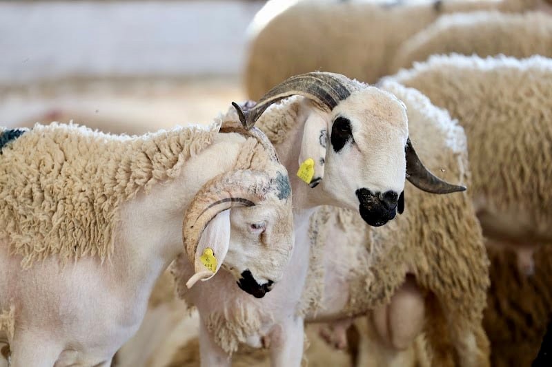 بحث ميداني: رُبع المغاربة يحرص على اقتناء الأضحية قبل يومين من العيد