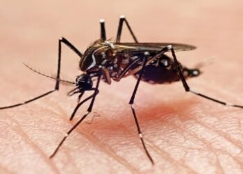 أكثر من 527 ألف حالة إصابة بحمى الضنك في الأرجنتين