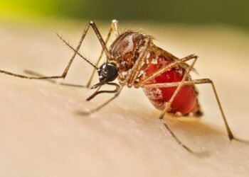 عشر حالات إصابة جديدة بحمى الضنك في فرنسا