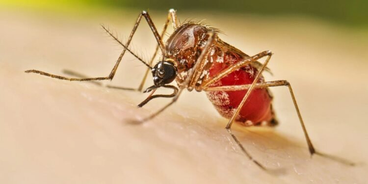 عشر حالات إصابة جديدة بحمى الضنك في فرنسا