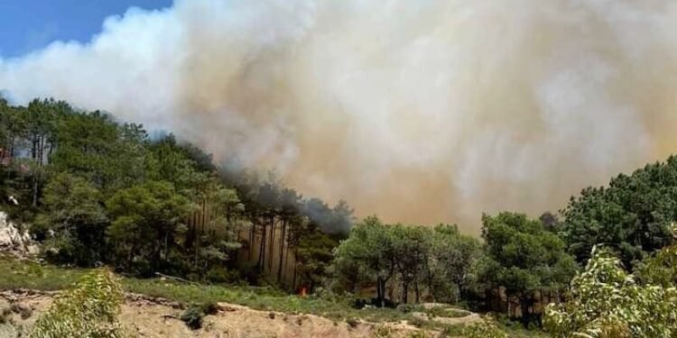 حريق مهول يلتهم غابة هوارة ضواحي طنجة ويستنفِر السلطات