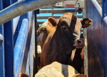 الحكومة تمدد إعفاء استيراد الأبقار والجمال لتفادي أزمة في اللحوم الحمراء ضمن مشروع مالية 2026