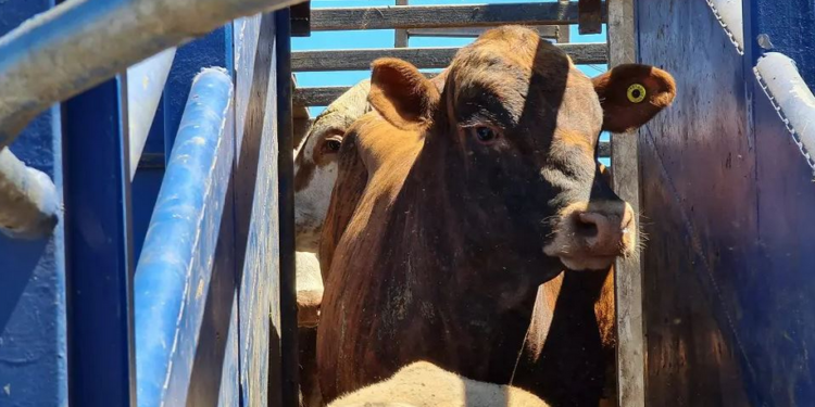 الحكومة تمدد إعفاء استيراد الأبقار والجمال لتفادي أزمة في اللحوم الحمراء ضمن مشروع مالية 2026